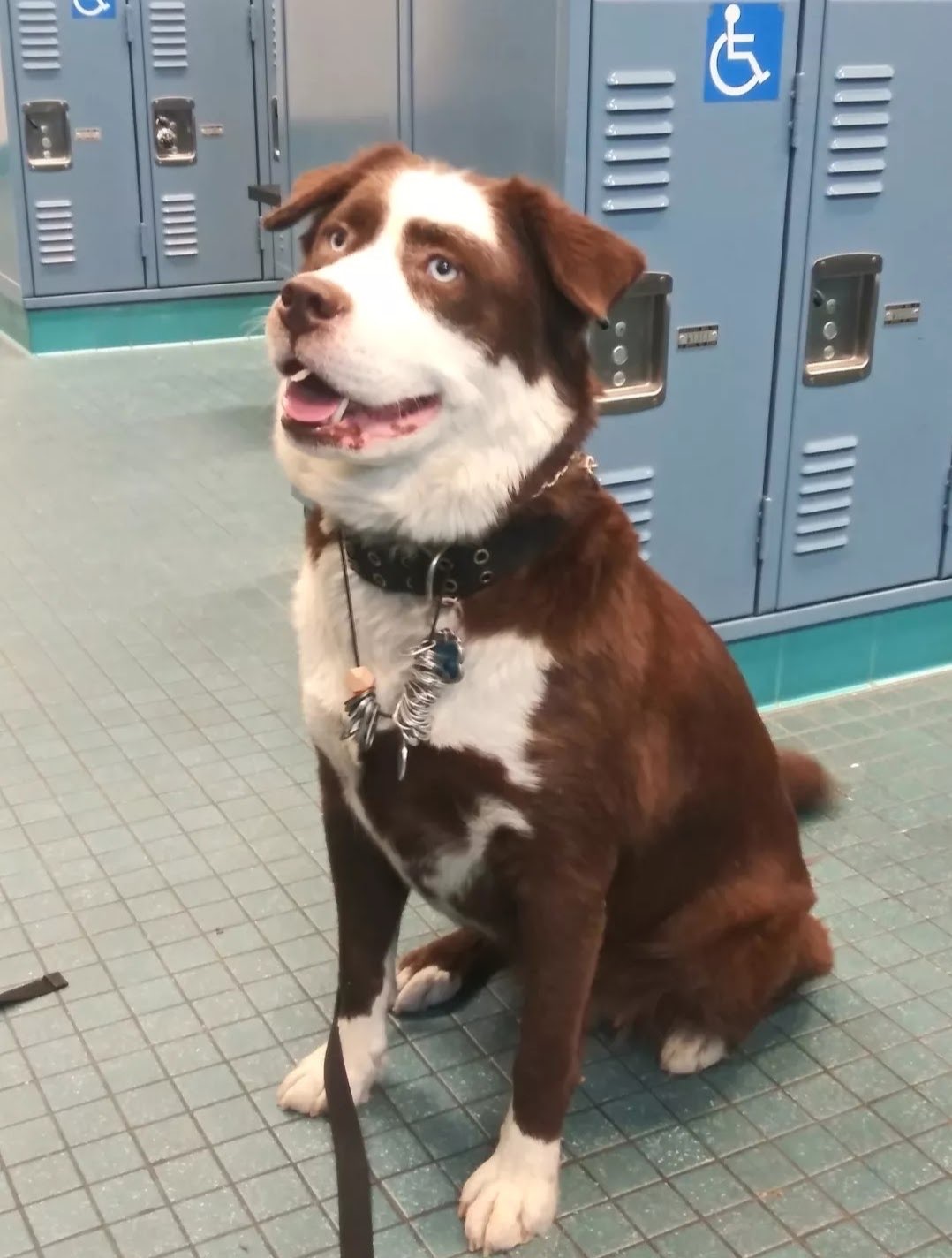 Willow, the founder's first service dog -- a brown and white Australian Shepherd with blue eyes