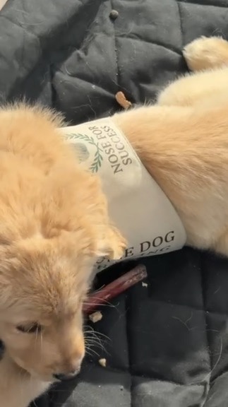 Puppy wearing Nose For Success vest during early training