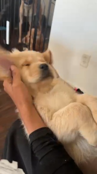 Golden retriever puppy sleeping in handler's hand