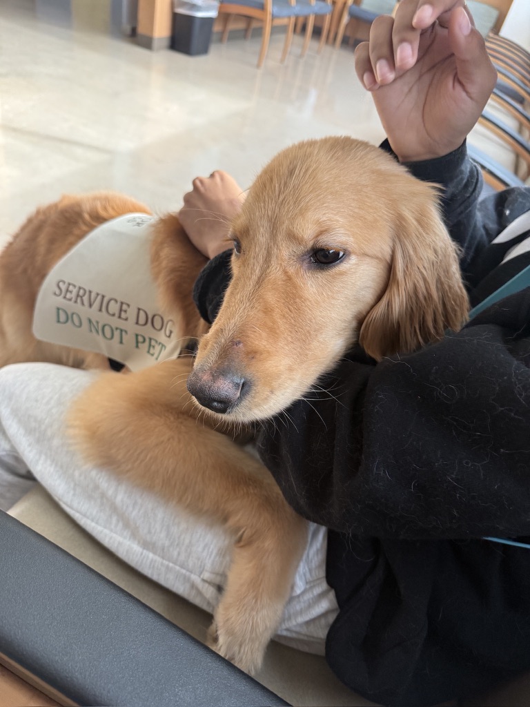 Service dog resting in handler's lap wearing a Do Not Pet vest