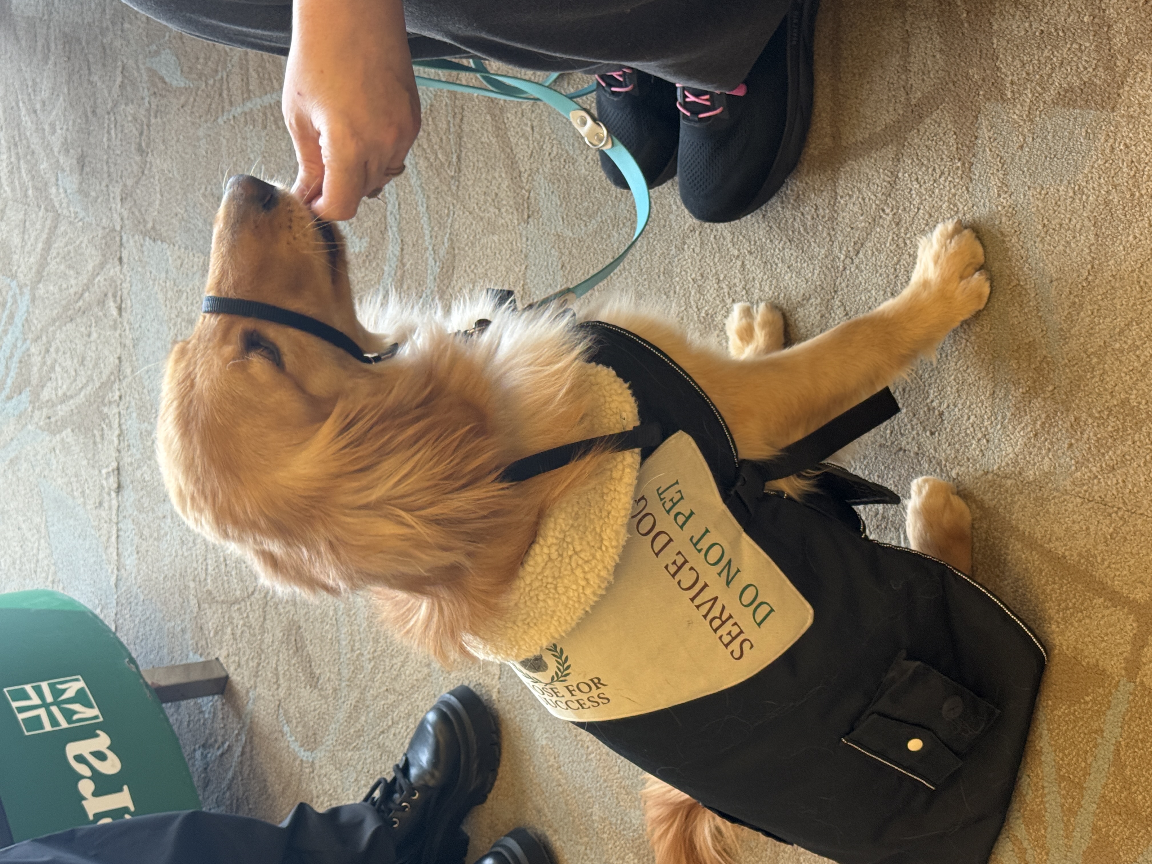 Service dog wearing a Nose For Success vest during task training