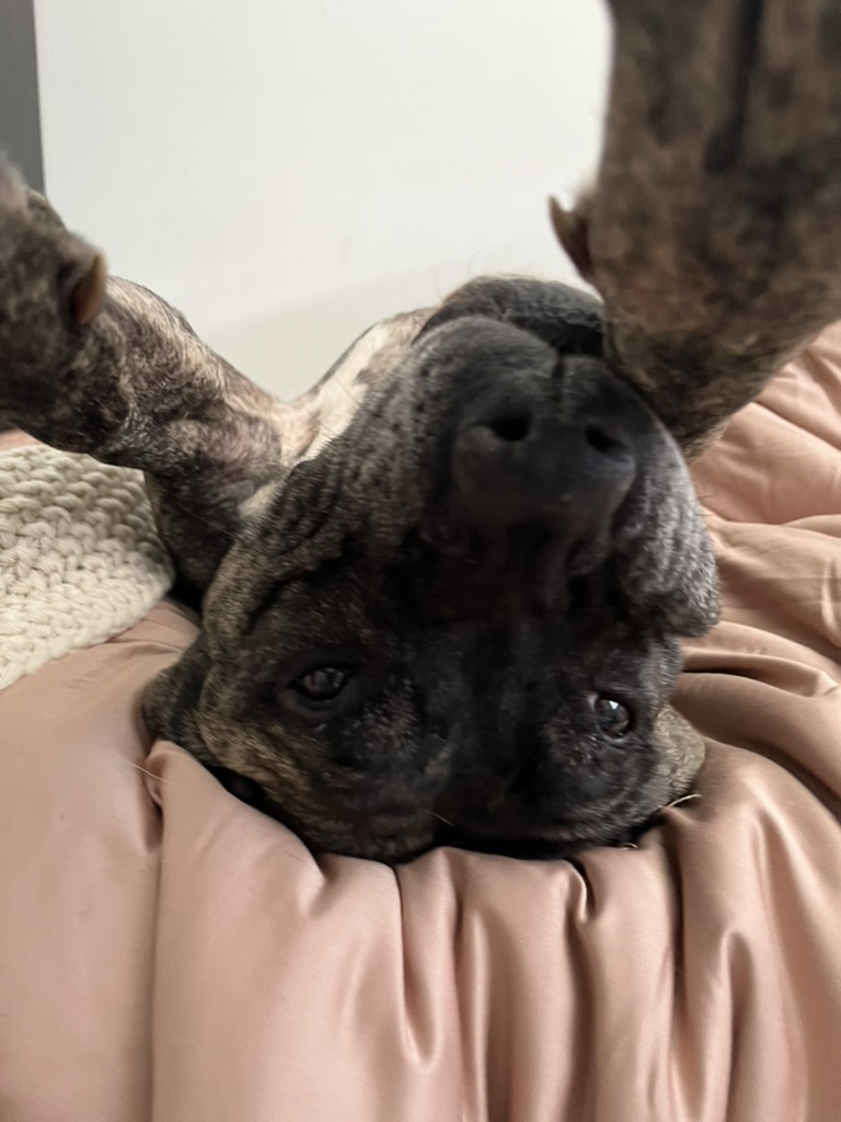 Happy brindle dog relaxing at home after training