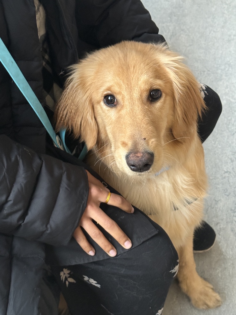 Golden retriever looking up at handler during a training session