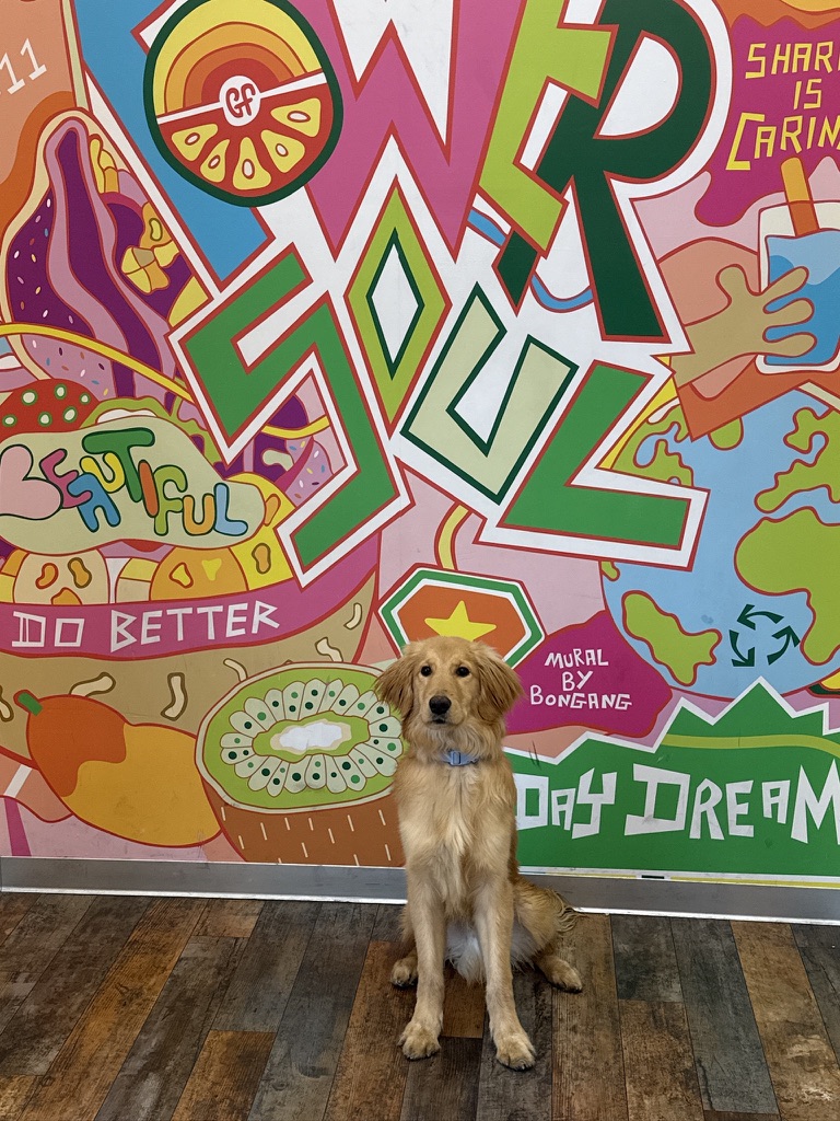 Golden retriever sitting in front of a colorful mural during socialization training