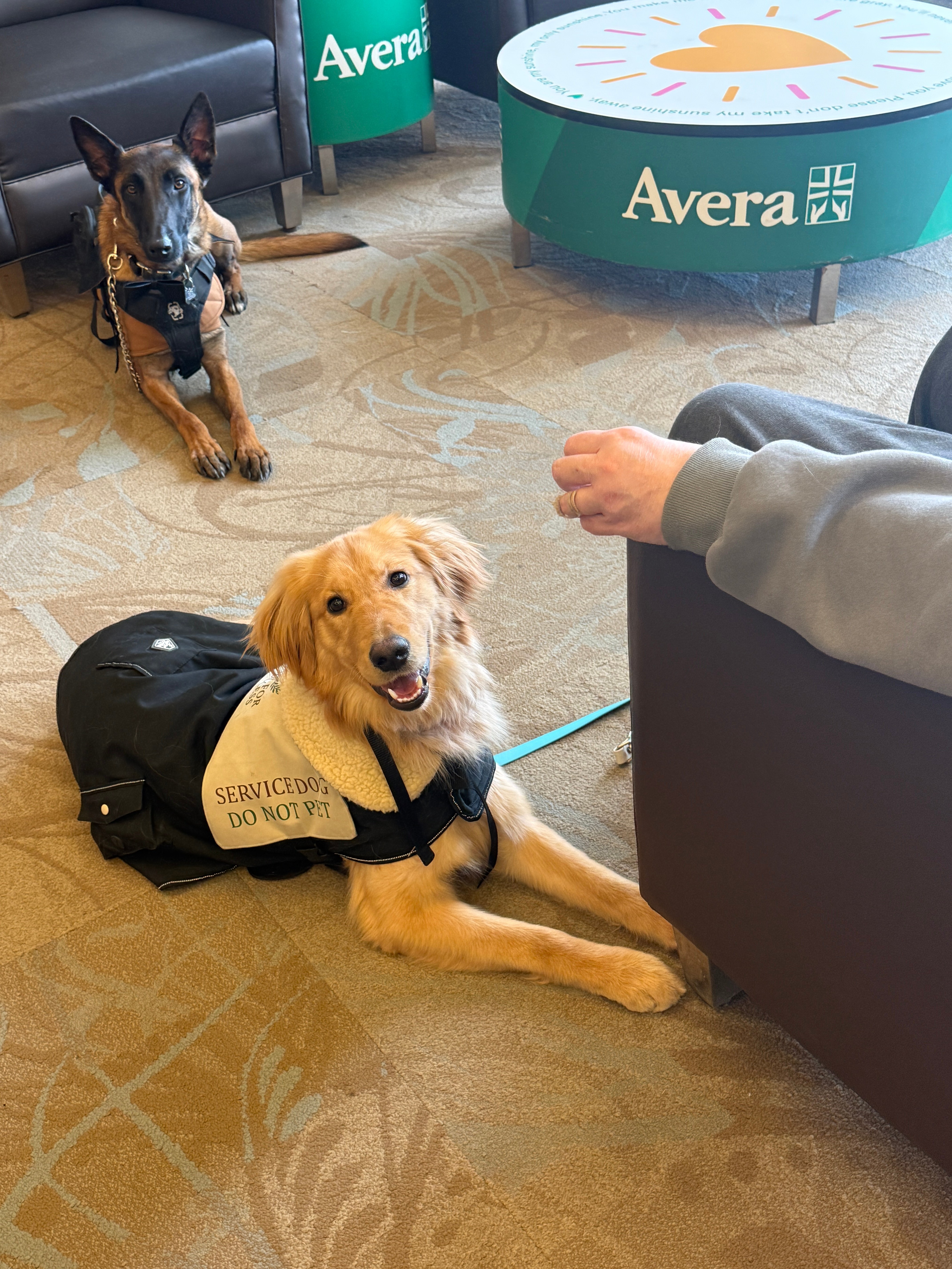 Service dogs during public access training