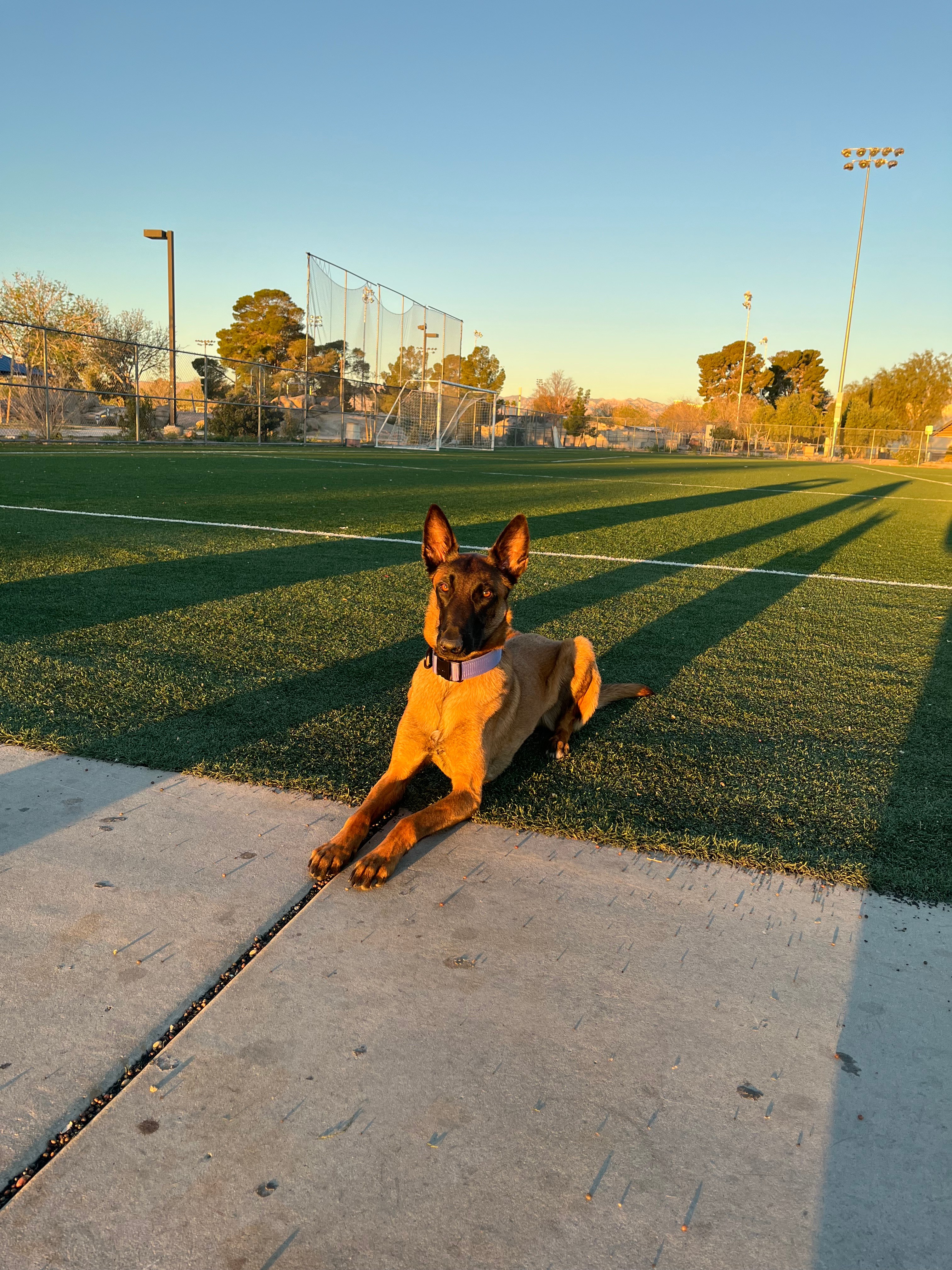 Belgian Malinois in a down-stay during sunset training session