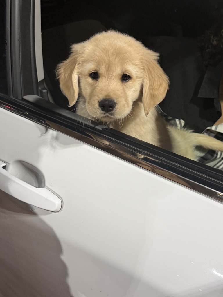 Golden retriever puppy peeking out of a car window