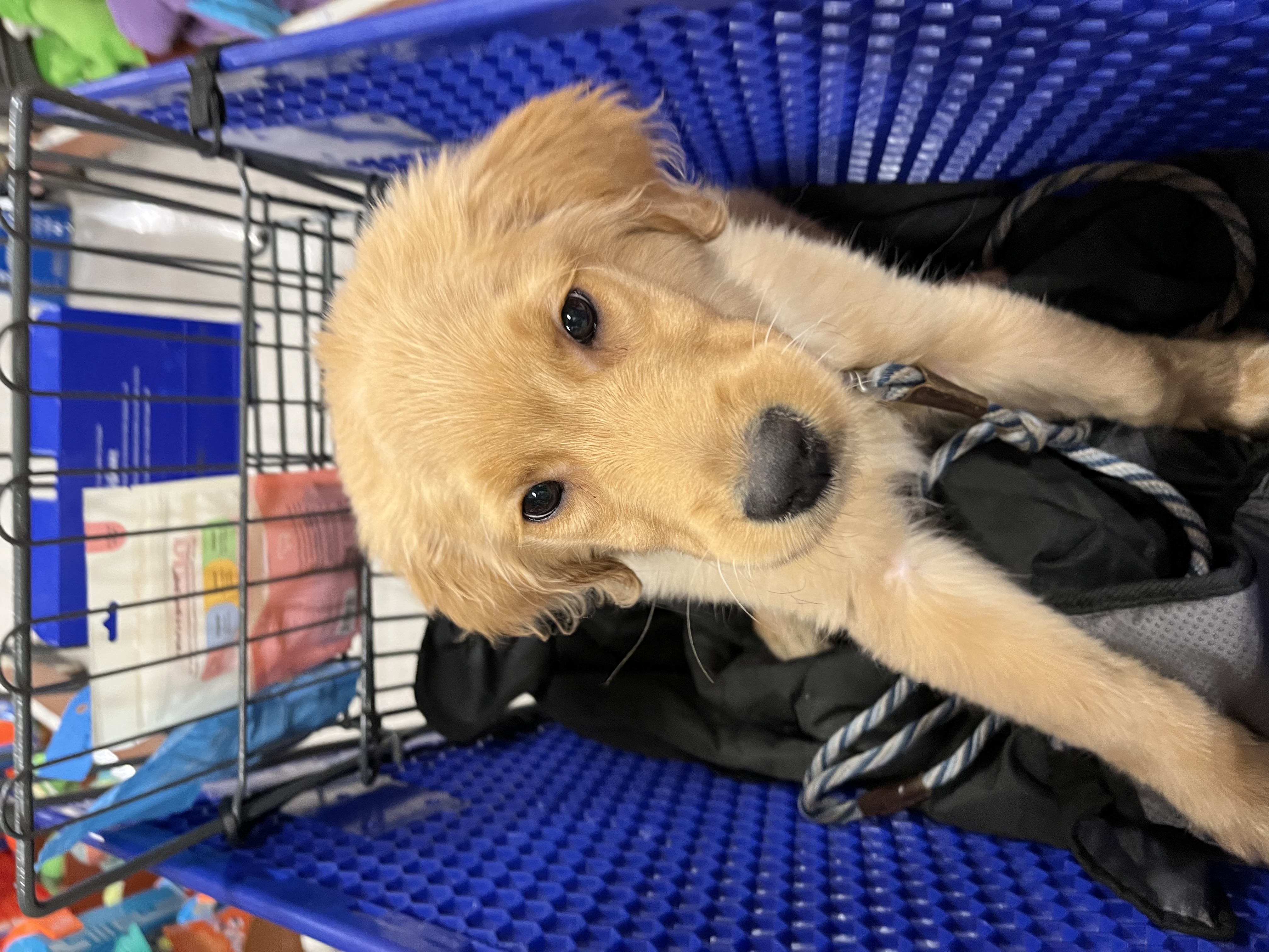 Golden retriever puppy in a shopping cart during socialization outing